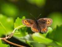 Graubindiger Mohrenfalter Weibchen